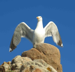 Seagull Salutes Golden Glows 10,000 nm