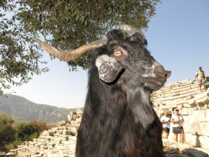 The ruins had goats grazing and this one found shade under a tree in the ancient Kaunos theater.