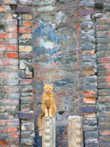 This cat by the old wall of an Istabul palace took time away from watching the crows to pose for a picture.
