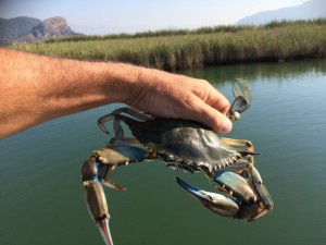 Boat offered Blue Crab Cakes on the river, the Loggerhead Turtles loved the meat as well