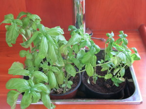 Two generations of basil plants awaiting a stomach near you 