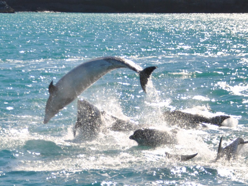 AkaroaDolphins